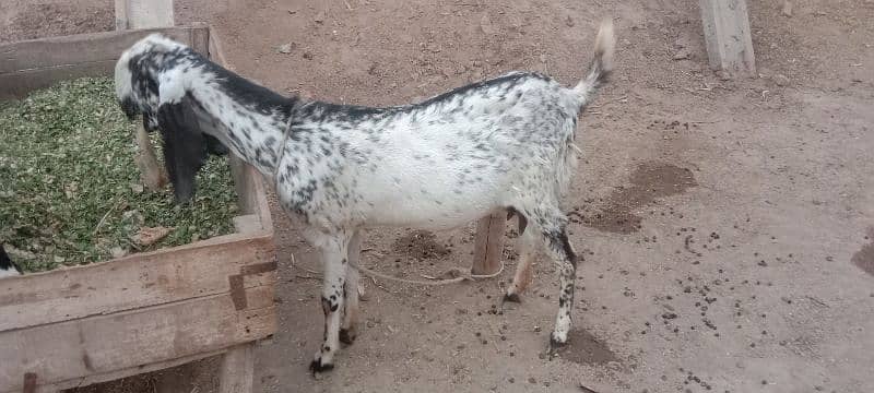 Makhi cheeni breed 3