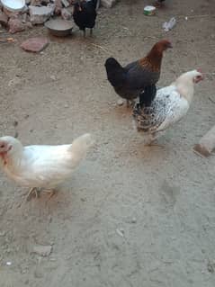 Golden misri hens