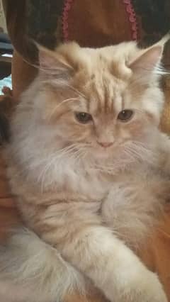 [Mating/Cross] Male persian semi-punch face cat [NOT FOR SALE]