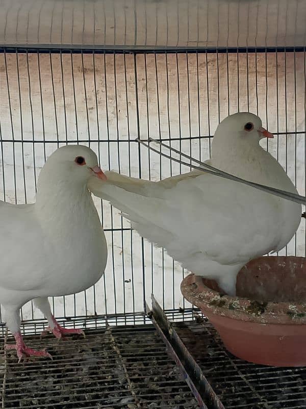 fancy pigeon 0