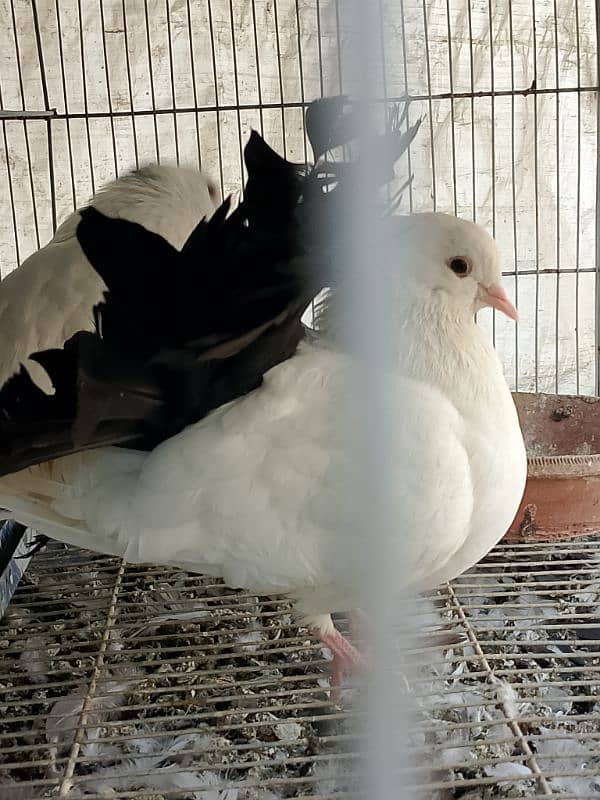 fancy pigeon 7