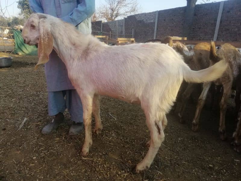 qurbani 2025 bakra 4