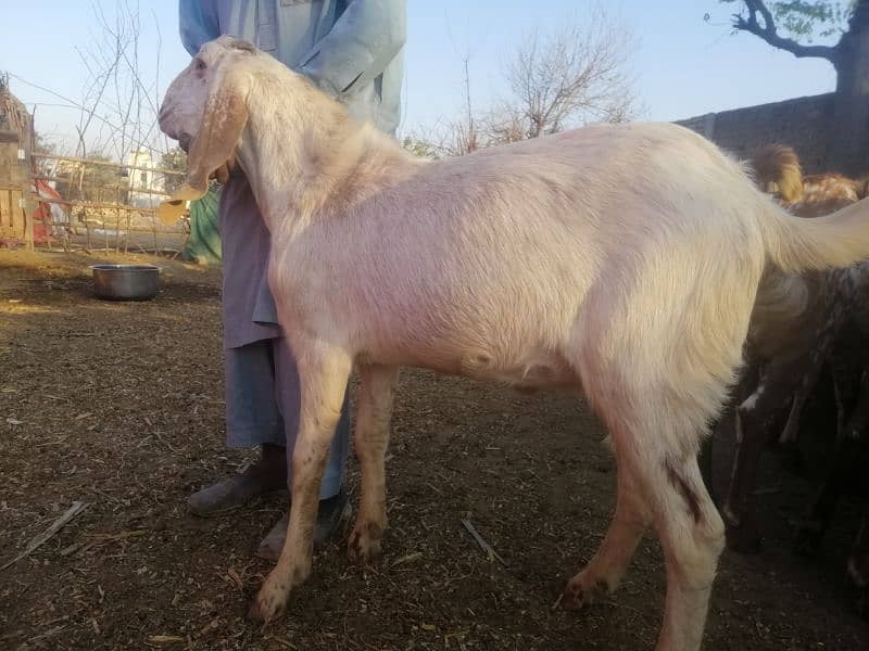 qurbani 2025 bakra 5