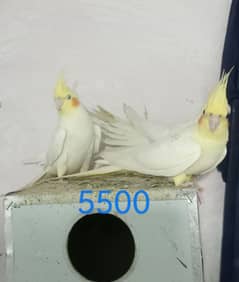 cockatiel