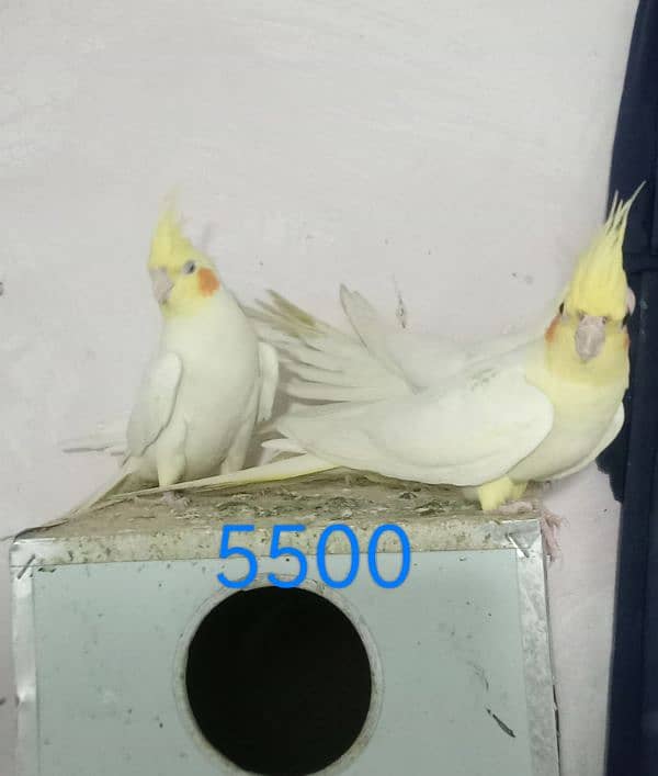 cockatiel bird 03054686625 0