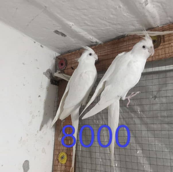 cockatiel bird 03054686625 1