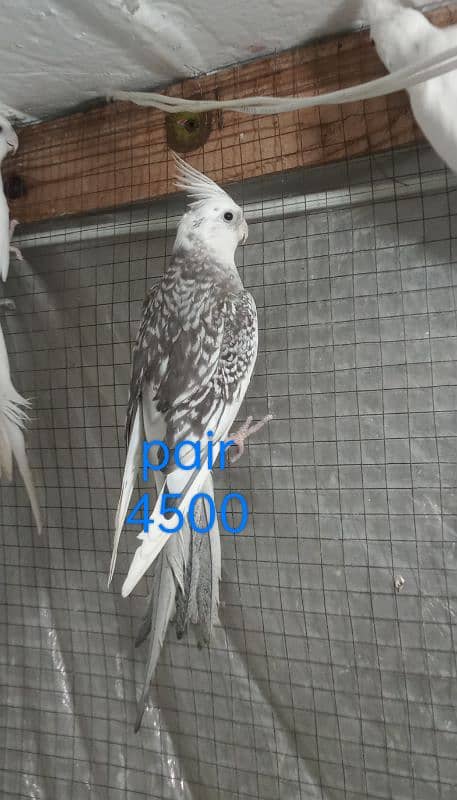 cockatiel bird 03054686625 2