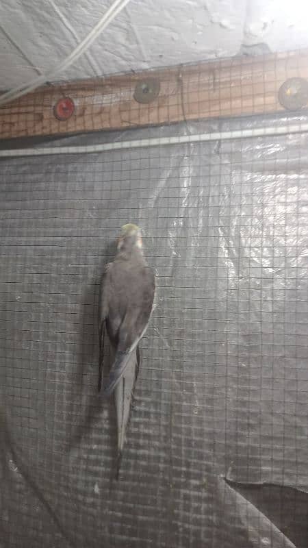 cockatiel bird 03054686625 3