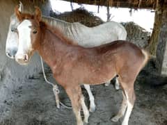 horse baby for sale