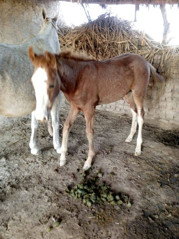 horse baby for sale 1