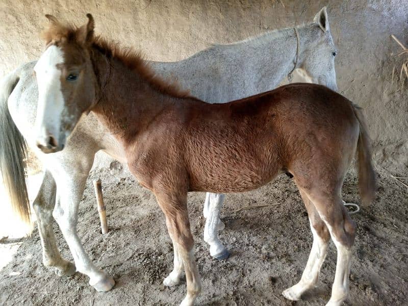 horse baby for sale 2