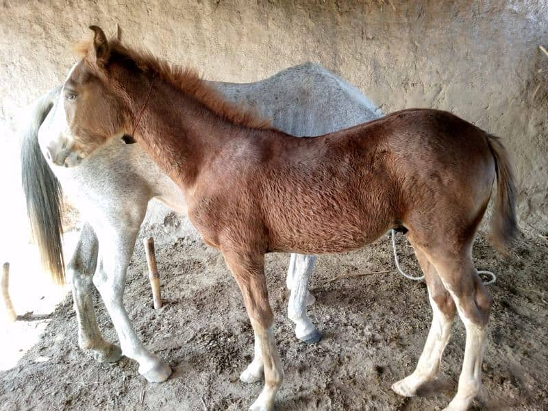 horse baby for sale 3