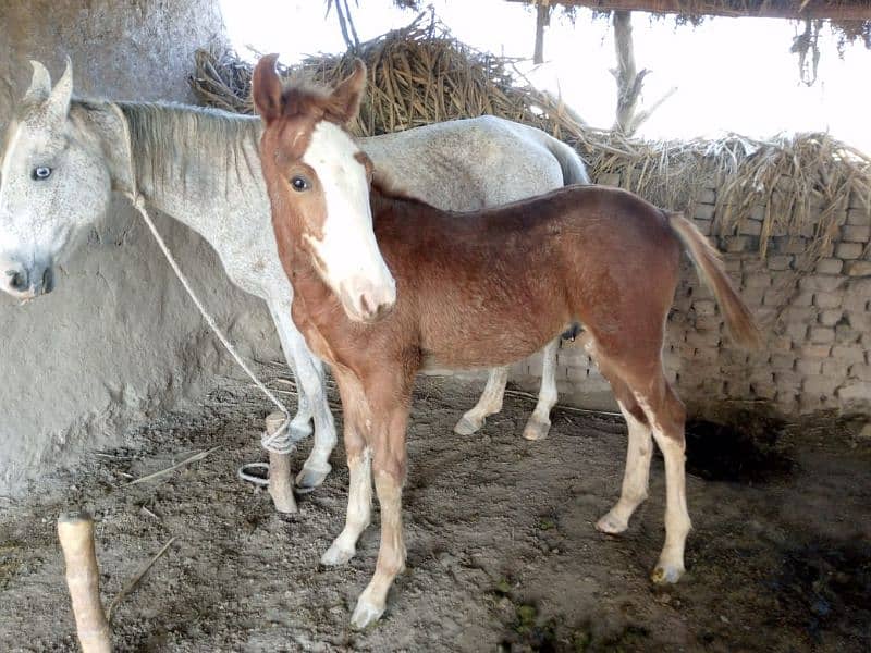 horse baby for sale 4