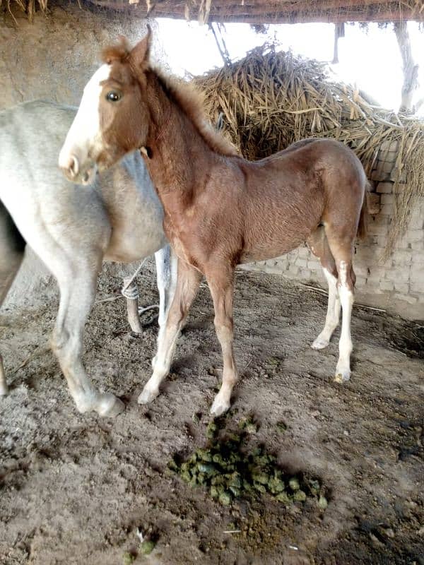 horse baby for sale 5