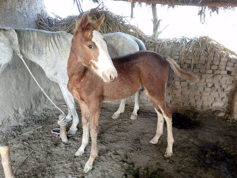 horse baby for sale 6