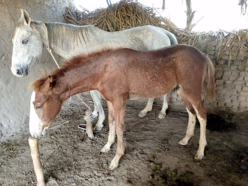 horse baby for sale 7