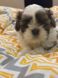 Shih Tzu Quality Shitzu /Shihtzu Highly Pedigreed puppies available