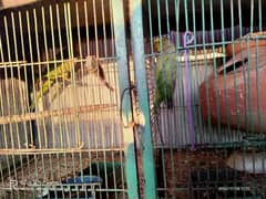 Green Parrot Pair