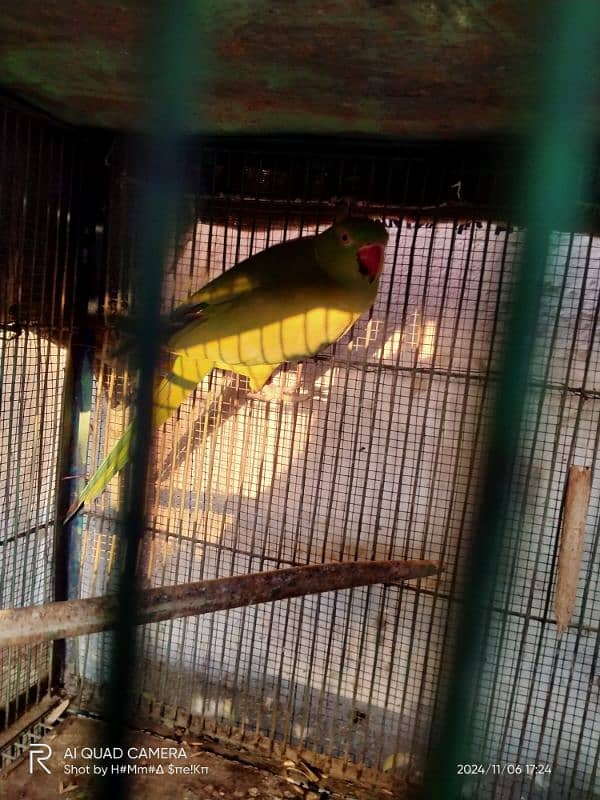 Green Parrot Pair 2