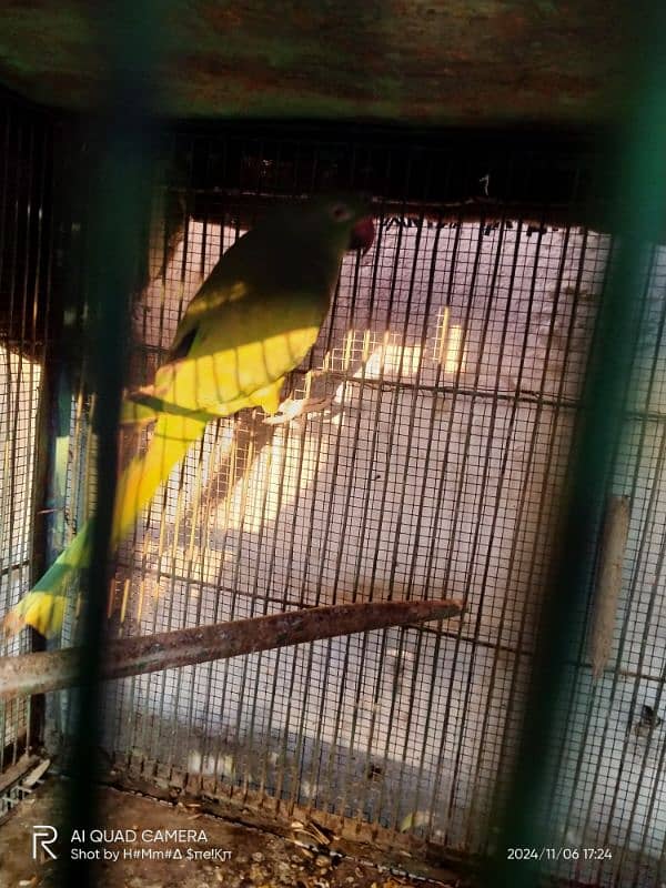 Green Parrot Pair 3