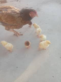 pure aseel salati murgi with 7 aseel chicks for sale