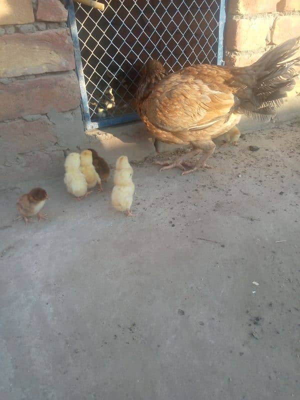 pure aseel salati murgi with 7 aseel chicks for sale 2