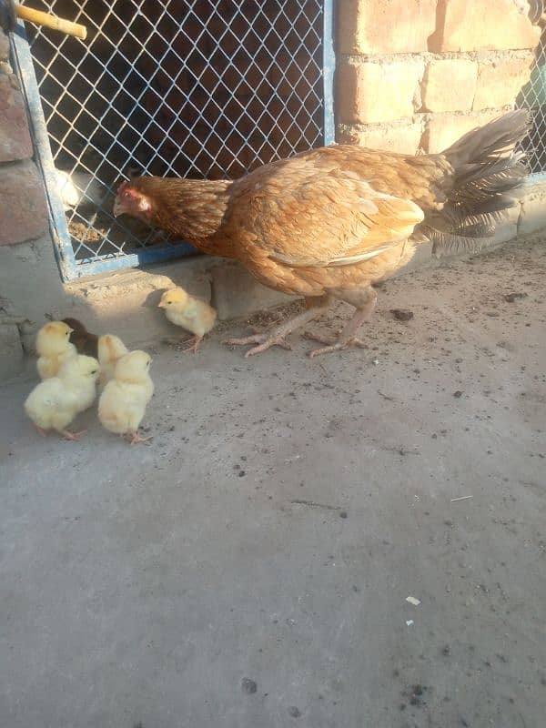 pure aseel salati murgi with 7 aseel chicks for sale 3