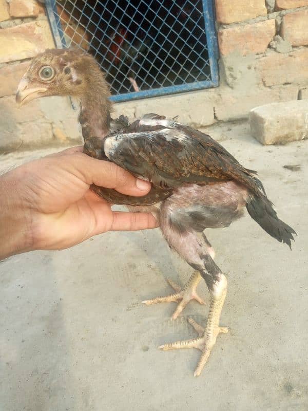 pure aseel salati murgi with 7 aseel chicks for sale 4