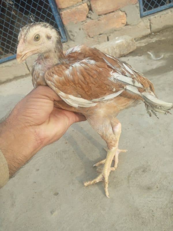 pure aseel salati murgi with 7 aseel chicks for sale 6