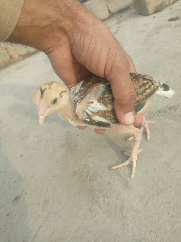 pure aseel salati murgi with 7 aseel chicks for sale 9