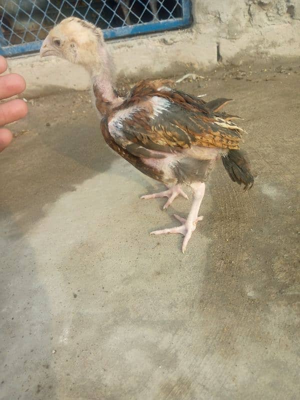 pure aseel salati murgi with 7 aseel chicks for sale 10