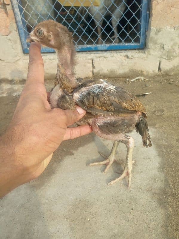 pure aseel salati murgi with 7 aseel chicks for sale 12