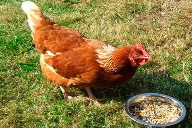 huge size lohman brown egg laying hens for sale 0