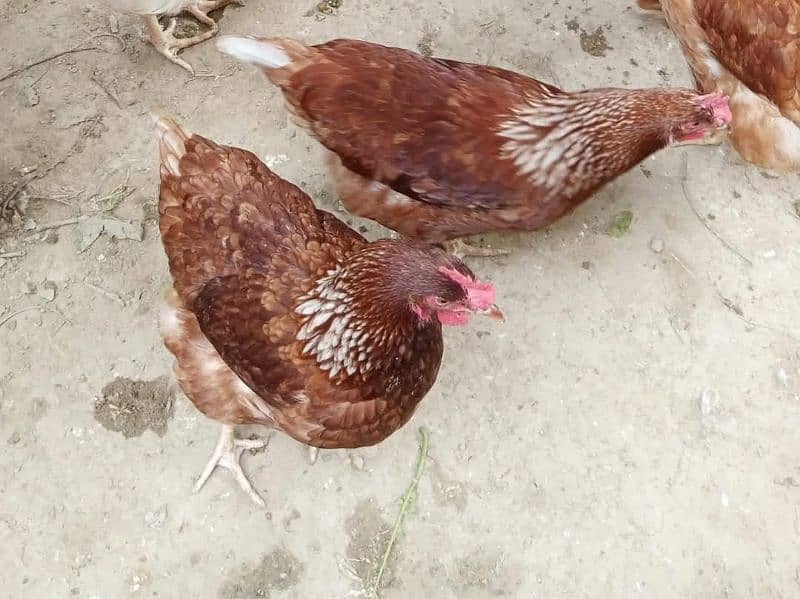 huge size lohman brown egg laying hens for sale 1