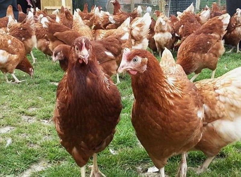 huge size lohman brown egg laying hens for sale 3