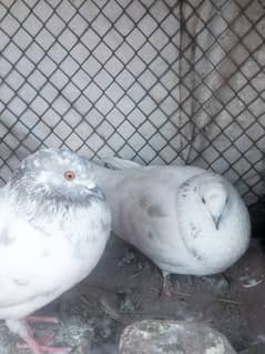 All Pigeons For Sale