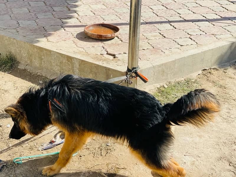 gsd male ak ear nichy ha location Depalpur 0