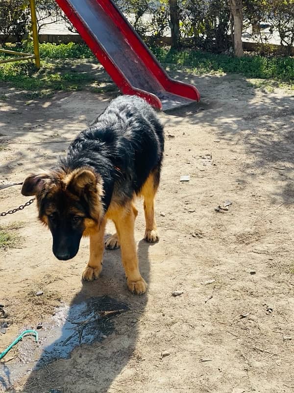 gsd male ak ear nichy ha location Depalpur 1