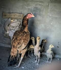 Aseel Amroha Hen With Five 1 month age Aseel Chicks Healthy And Active