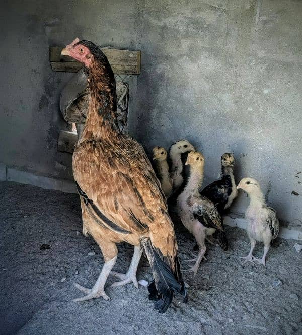 Aseel Amroha Hen With Five 1 month age Aseel Chicks Healthy And Active 1