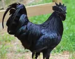 ayam cemani 1 male 3 female grey tounge