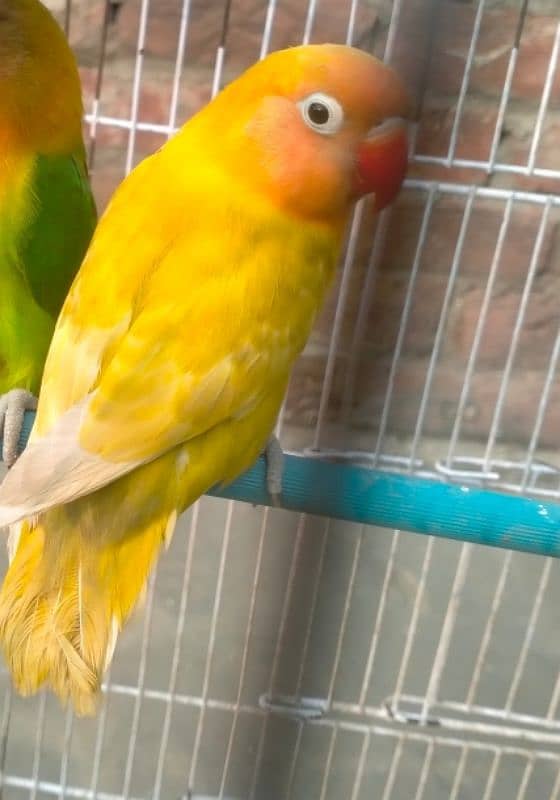 yellow love bird 1