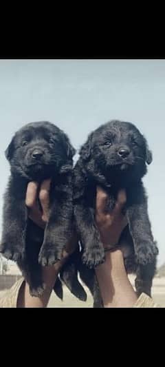 balck shepherd pair 2 mahnt for sale