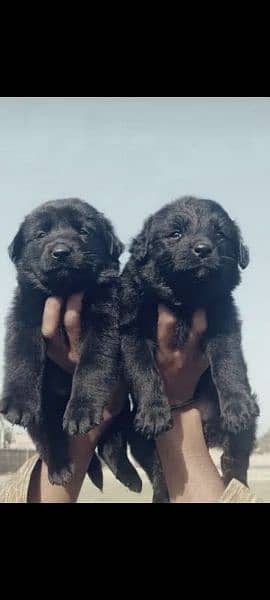 balck shepherd pair 2 mahnt for sale 0