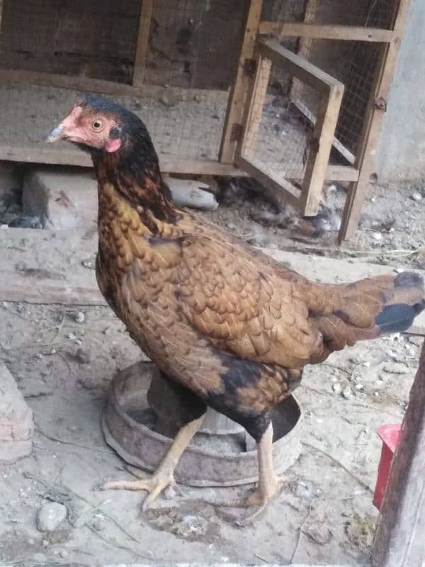 hello here I am selling my beautiful aseel hens 0