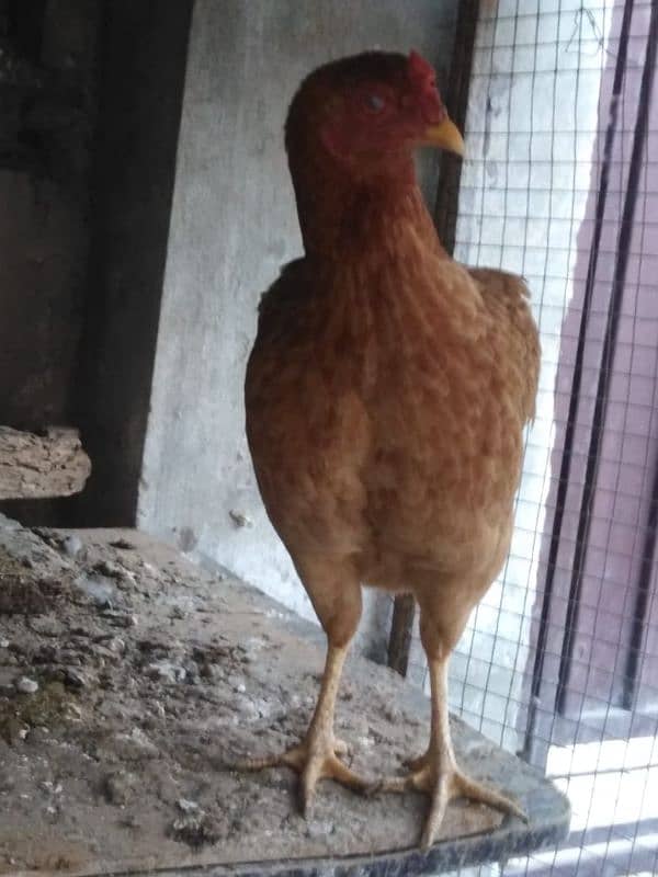 hello here I am selling my beautiful aseel hens 1