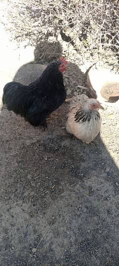 bantam