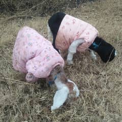 goat male two months old