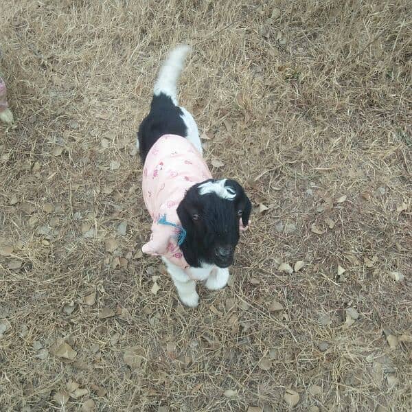 goat male two months old 1