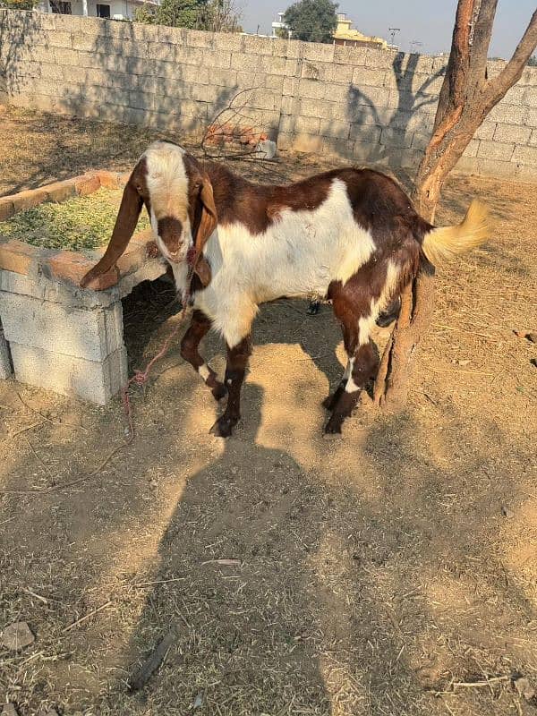 tagra Bakra for sale 1